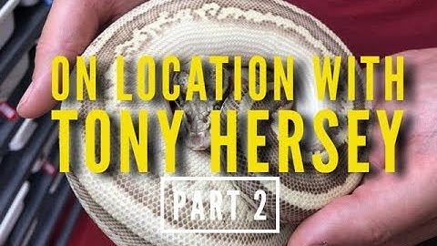 Ball Pythons with Tony Hersey...PART 2