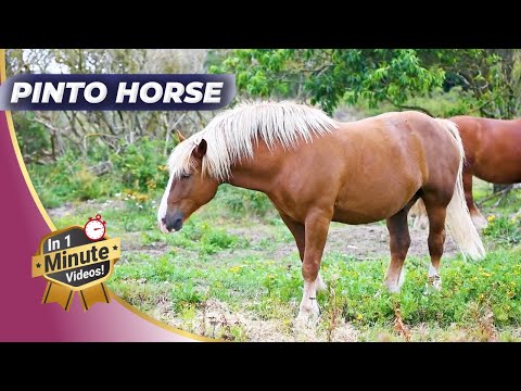 🐴 The Most Beautiful Pinto | Majestic Beauties Of The Wild!