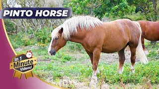 🐴 The Most Beautiful Pinto | Majestic Beauties Of The Wild!