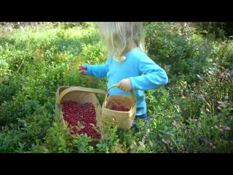Video: Hvad Er Fordelene Ved Tyttebær?