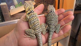 How To Handle Collared Lizards