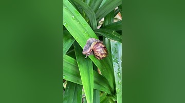 A snail is a small mollusk with a spiral-shaped shell. Snails are famous for moving very slowly,