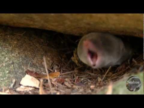 Shrew bites Chipmunks Tail