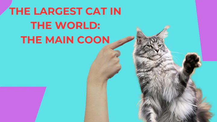 Video 11848921: maine coon cat breed, popular cat breeds, breed catlover, longing