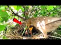 Common babbler is feeding her babies a huge worm || Animals and Birds