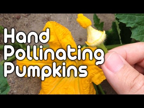 Hand Pollinating Pumpkins!