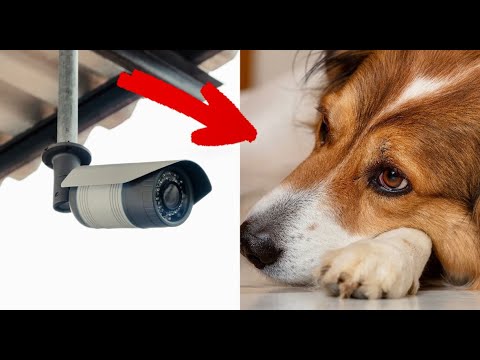 ძაღლი რამდენიმე დღე კედელს უყურებდა - პატრონმა ფარული კამერა დააყენა, რომ გაეგო, რაში იყო საქმე