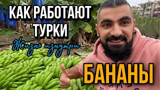 ТУРКИ УДИВИЛИ! КАК И ГДЕ РАСТУТ БАНАНЫ В АЛАНИИ. ЖИЗНЬ ИЗНУТРИ.