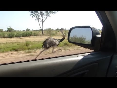 Video: Wie schnell läuft ein Strauß bei Gefahr? Wie schnell läuft ein Strauß?