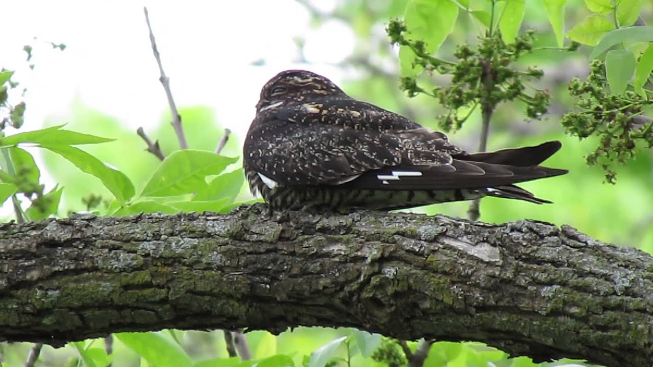 Common Nighthawk 