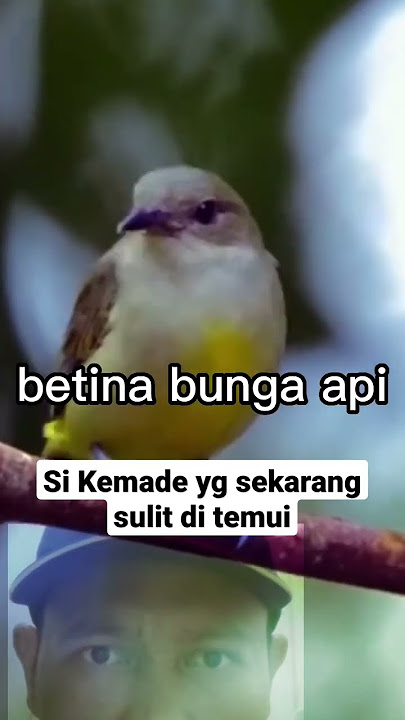 Burung kemade bunga api betina di alam #shorts #burung