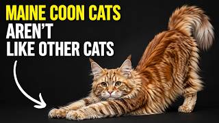 20 Hidden Facts About Maine Coon Cats That Only 1% of Owners Know