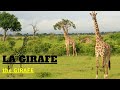 Les girafes reines gantes et majestueuses de la savane tout savoir sur les girafes