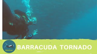 Barracuda Tornado | Scuba Dive Sipadan, Malaysia