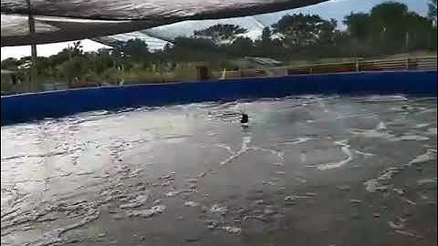 biofloc vannamei shrimp preparation