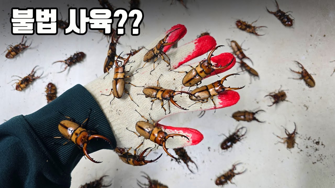 벌금 3000만원인 제주도 멸종위기 사슴벌레! 이제 누구나 키울 수 있다는데 사실일까?