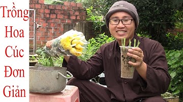 Cách Trồng Hoa Cúc Bằng Cành Ngoài Chợ