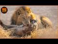 Deadliest Lion Attacks Caught on Camera | Wild Animals
