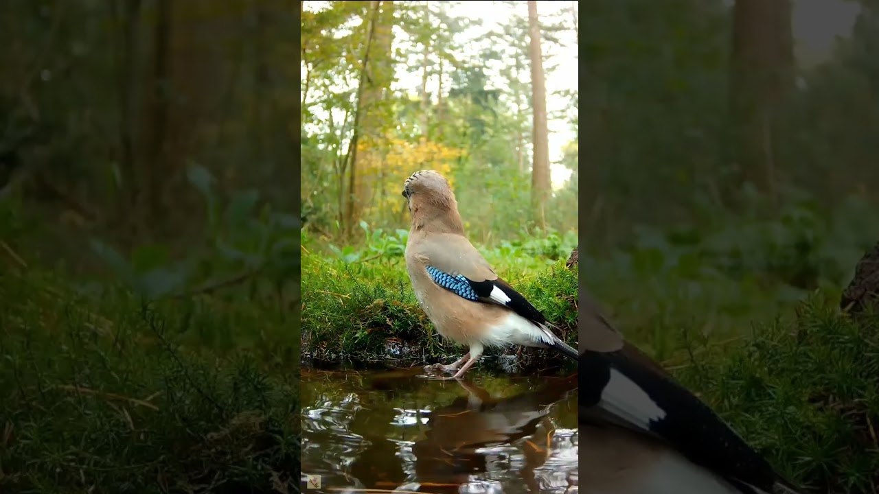 Bird Bath in the Forest with Relaxing Birds Singing in the Background