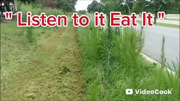 Extreme Overgrown Property Transformation ( 6feet++ Weeds