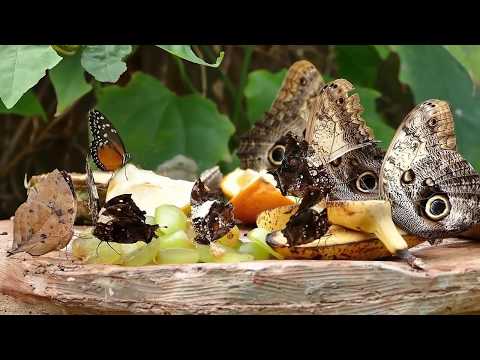 Meditation Impromptu 02 By Kevin MacLeod