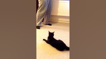 The after effects of catnip on khaleesi!