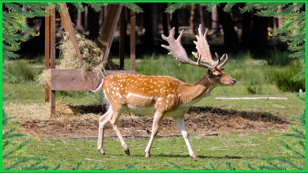 Krasavec z našich lesů - DANĚK evropský - (2025)