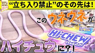 【工場潜入】誰もが知るお菓子の舞台裏！おいしさのヒミツとは/人気レストランを支える工場には、キャベツカットの達人が！