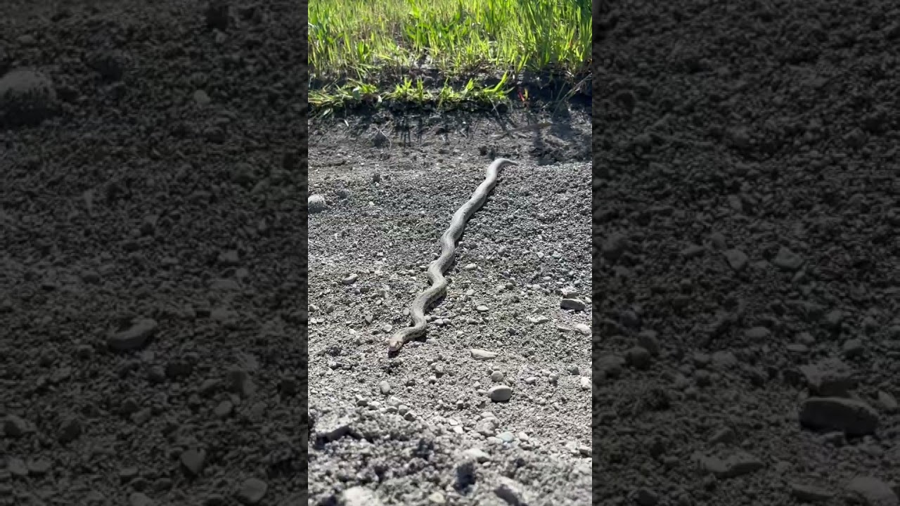 What kind of snake is this?  Pacific Gopher snake, I think. Sunny spring day brings them out. 