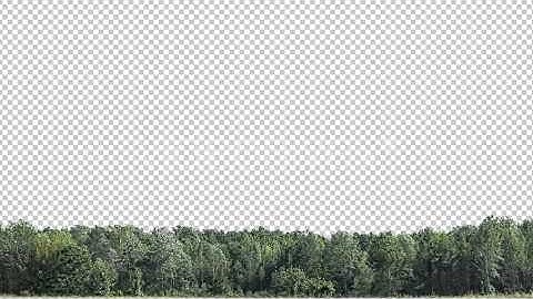 Real Trees Isolated 2 strong wind - Motion Graphic