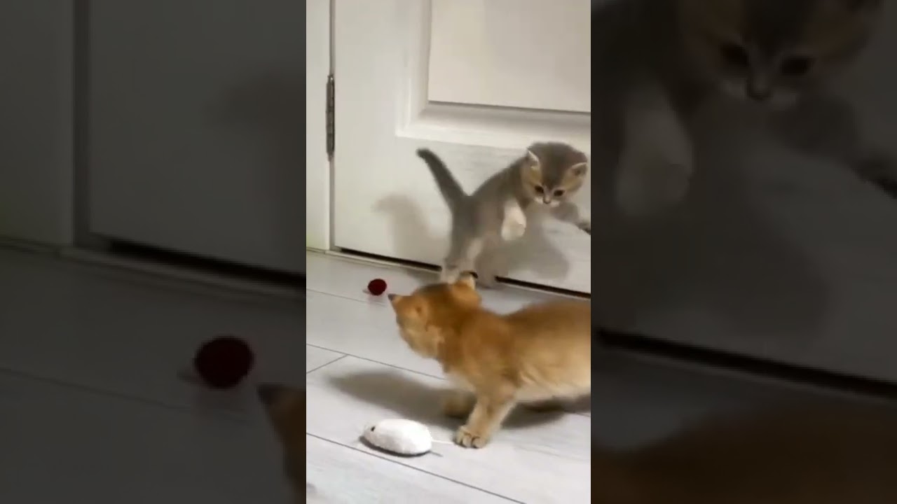 two cats playing 😹😹😻