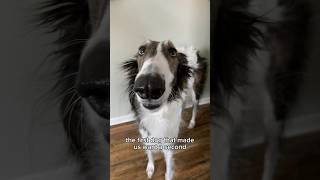 they are who they is #borzoi  #silkenwindhound #firstdog #seconddog