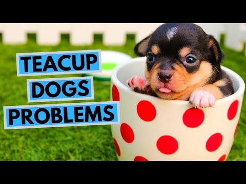 วีดีโอ: Teacup Dog ถ้วยชาของคุณหรือเปล่า?