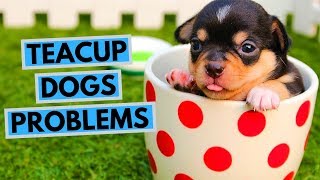 live teacup puppies