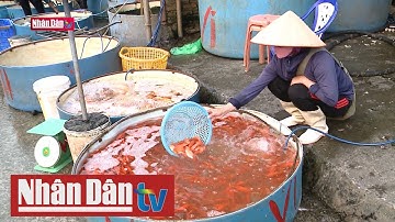 Chợ cá lớn nhất Hà Nội ngày ông Công ông Táo