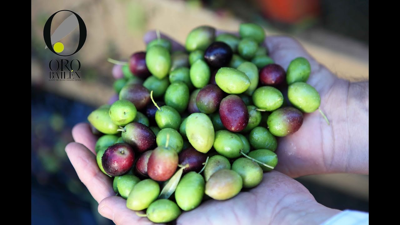 Del olivo a la botella: el proceso de extracción del aceite de oliva virgen extra