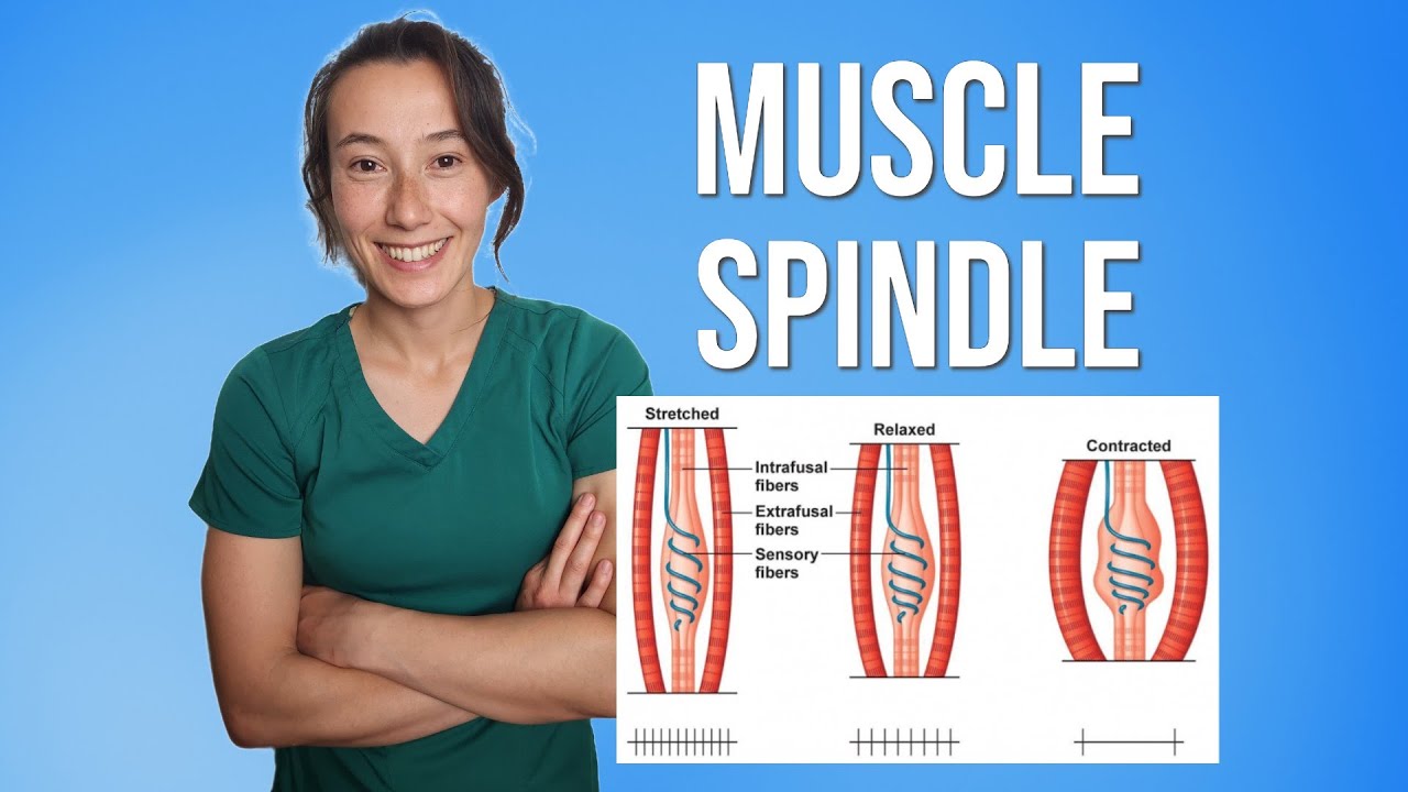 Muscle Spindle Apparatus | Stretch Reflex & NPTE Study Guide - YouTube