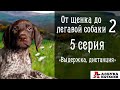 От щенка до легавой собаки -2 (5 серия) "Выдержка, дистанция, лакомство" Воспитание курцхаара.