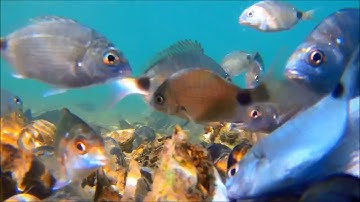 Feel good fish - Git2 1080p underwater