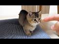 Here’s a kitten who got scolded even though he was just playing a little prank…