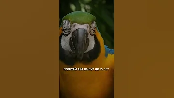 Попугаи ара живут до 75 лет  - интересные факты о птицах