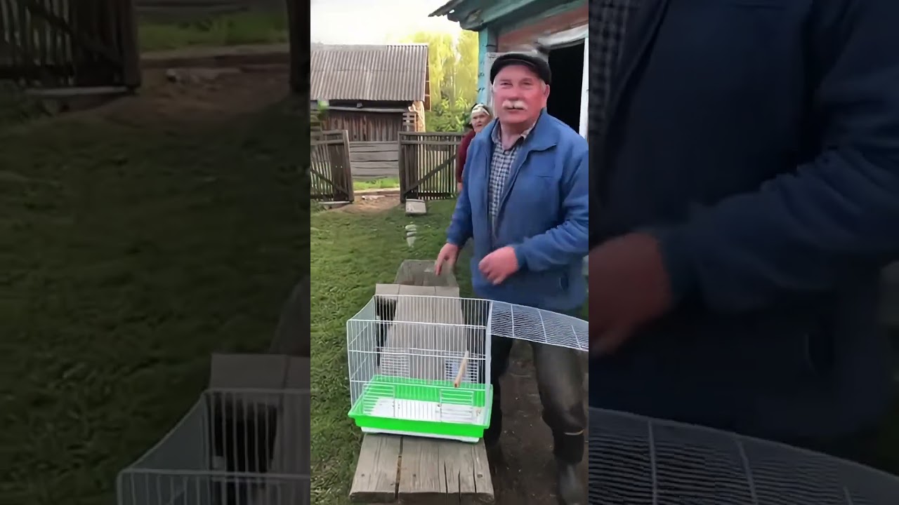 Дед забыл клетку и мой попугай улетел 