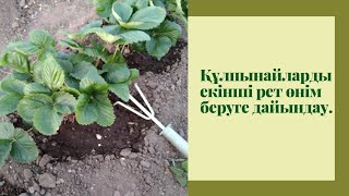 видео: Құлпынайлардың өнімін жинап алғаннан кейін не істейміз? Құлпынайлардың өнім бергеннен кейінгі күтімі картинка: Құлпынайлардың өнімін жинап алғаннан кейін не істейміз? Құлпынайлардың өнім бергеннен кейінгі күтімі
