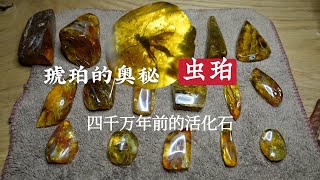 【乌克兰SG】虫珀 恐龙复活指日可待 琥珀之魂 告诉您教科书上看不到的东西 Инклюз|Насекомое в янтаре|琥珀蜜蜡|Insects|乌克兰琥珀|乌克兰蜜蜡|昆虫包裹体