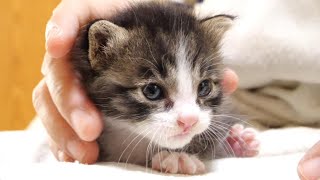 ミルク！ミルク！」と大鳴きする子猫達。夢中でお腹を満たすと可愛い姿