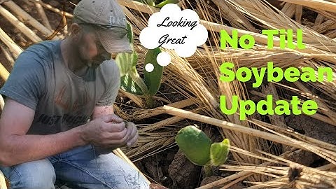 No Till Soybeans for Food Plots