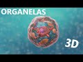 Organelas : Estrutura celular