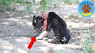 Rescue a Bait Dog Too Sad To Lift Her Head Loves To Go On Walks Now by LITTLE PAWS 193,131 views 5 years ago 2 minutes, 19 seconds