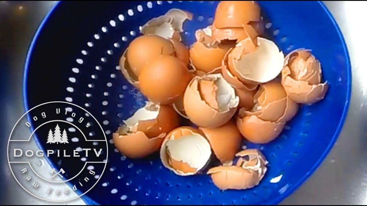 Homemade Organic Egg Shell Calcium Powder YouTube