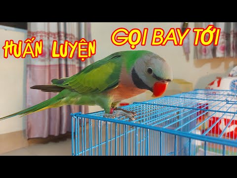 Video: Cách Dạy Con Vẹt Bay